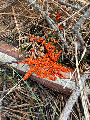 insect-egg slime
