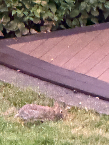 Eastern Cottontail