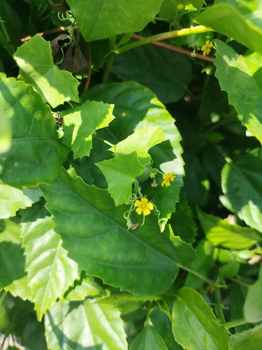 creeping cucumber