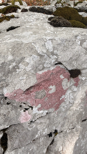 Purple Pitted-stone Lichen
