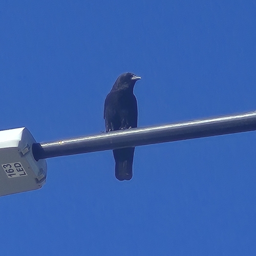 American Crow