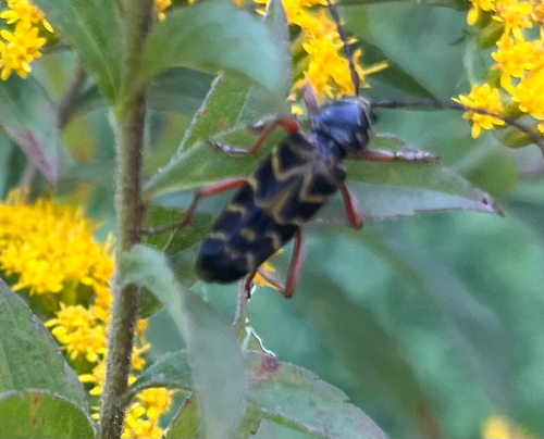 Locust Borer