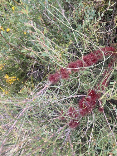 Allocasuarina paludosa observed 2026-09-25