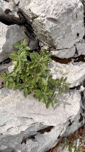 Wall germander
