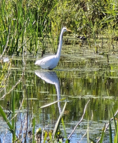 Great Egret
