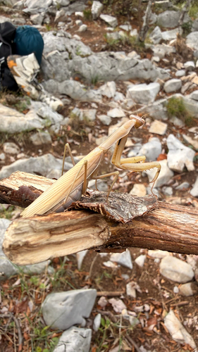 European Mantis