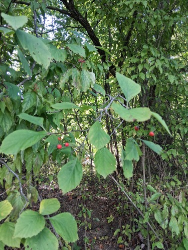 Pear Hawthorn