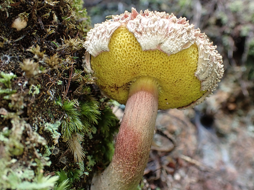 Boletellus