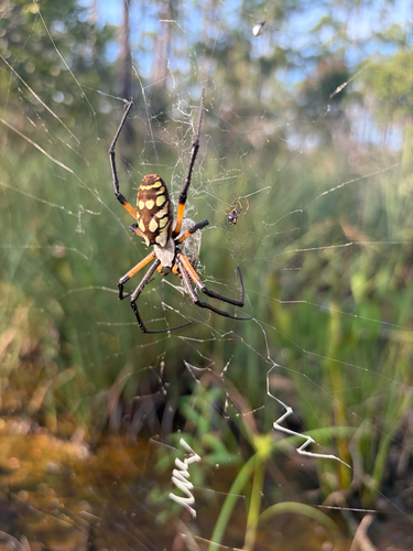 Yellow Garden Spider