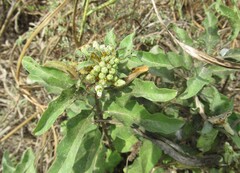 Asclepias oenotheroides, photograph (c) Linda Jo Conn, some rights reserved (CC BY)