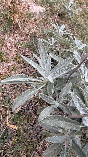 garden sage