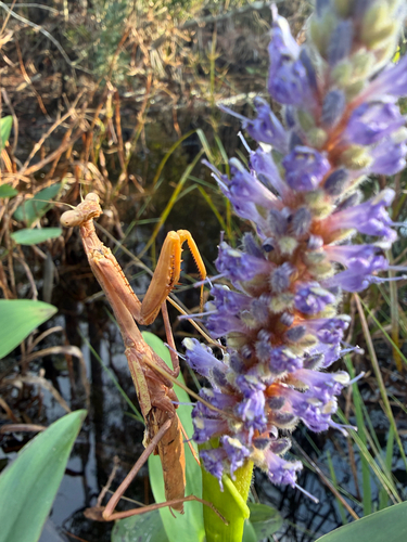 Carolina Mantis