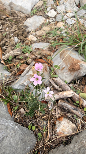 Tunicflower