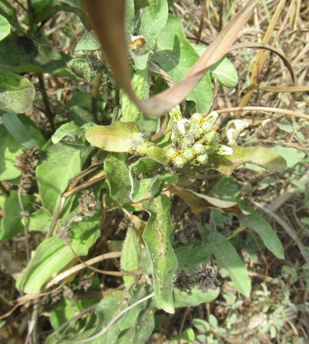 Asclepias oenotheroides, photograph 4