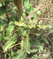 Asclepias oenotheroides, photograph (c) Linda Jo Conn, some rights reserved (CC BY)