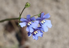 Nemesia affinis, photograph (c) Cricket Raspet, some rights reserved (CC BY)