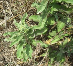 Asclepias oenotheroides, photograph (c) Linda Jo Conn, some rights reserved (CC BY)