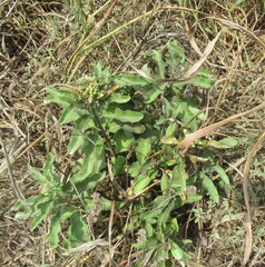 Asclepias oenotheroides, photograph (c) Linda Jo Conn, some rights reserved (CC BY)