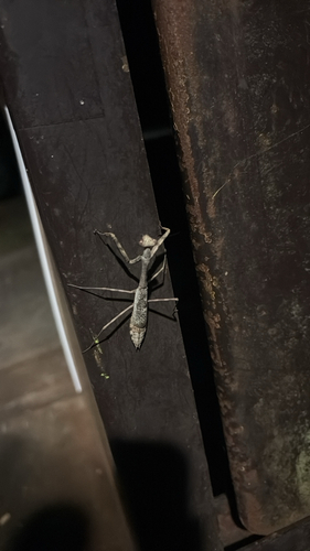 Carolina Mantis