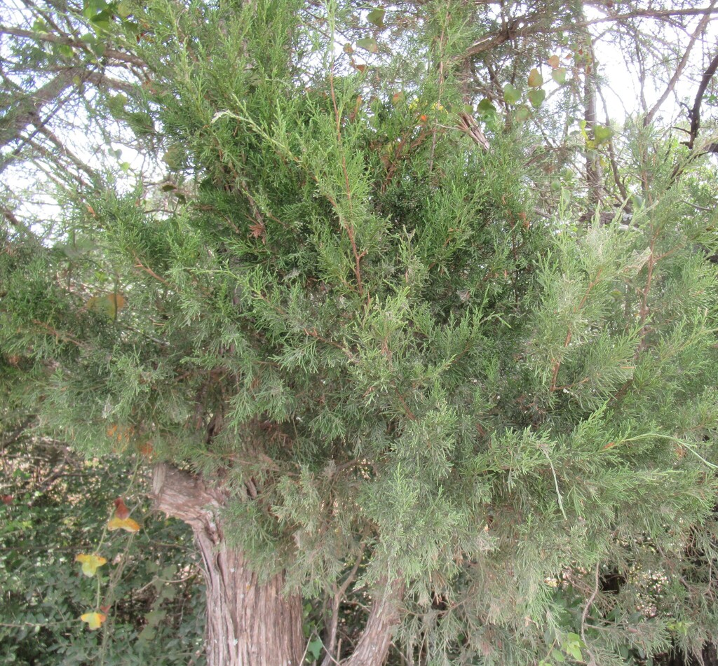 Juniperus virginiana; photograph (c) Linda Jo Conn, some rights reserved (CC BY)