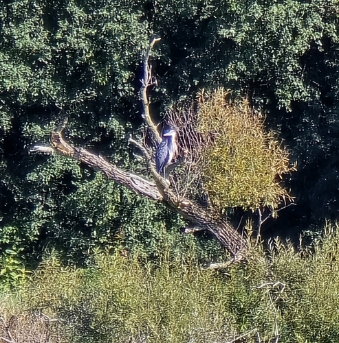 Great Blue Heron