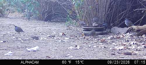California Quail