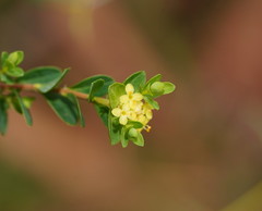Pimelea flava flava