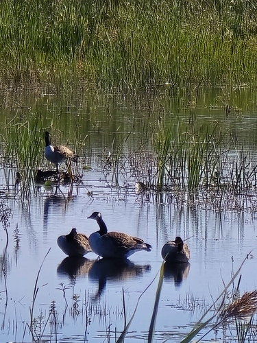 Canada Goose