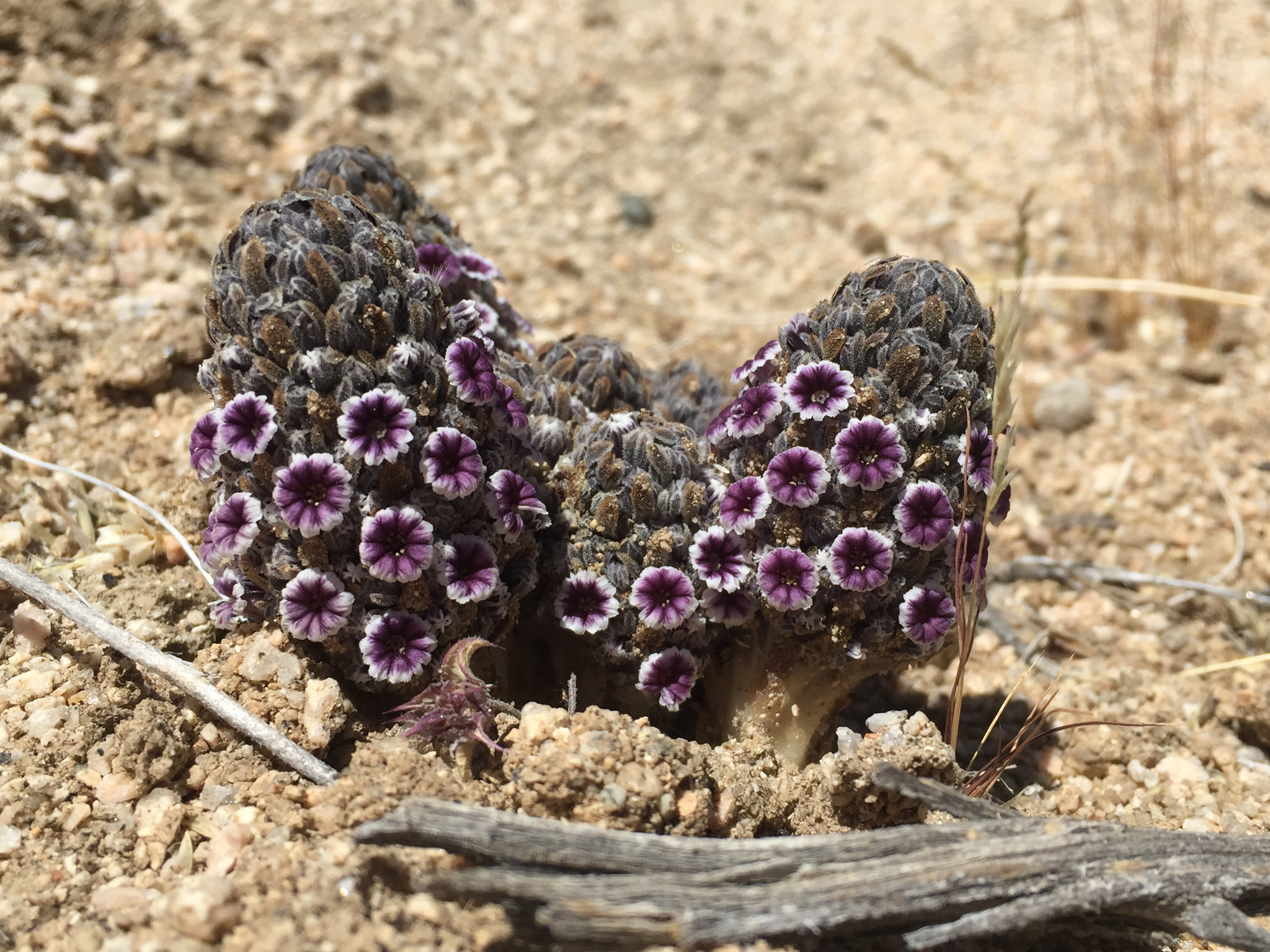 Pholisma arenarium