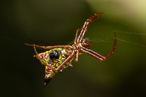 Arrow-shaped Orbweaver