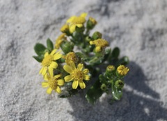 Senecio maritimus