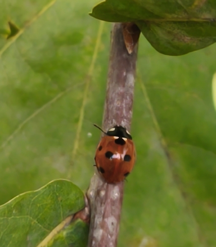 Seven-spotted Lady Beetle