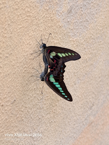 Common Bluebottle