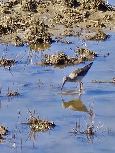 Greater Yellowlegs