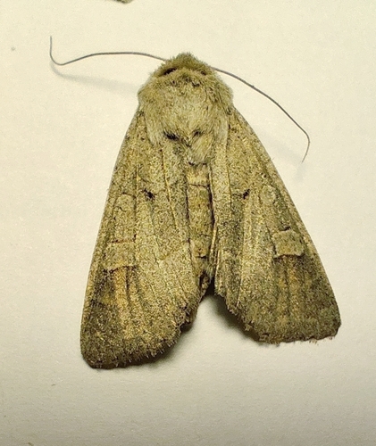 Ammoconia caecimacula