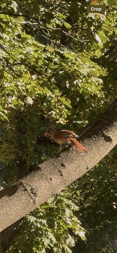 Northern Cardinal