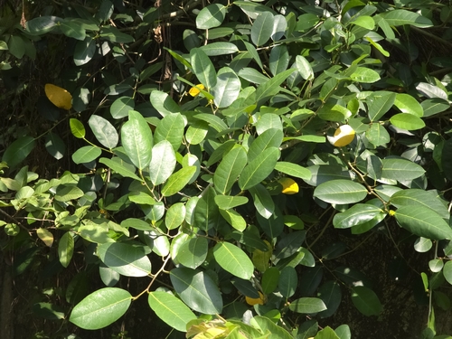 Ficus tinctoria