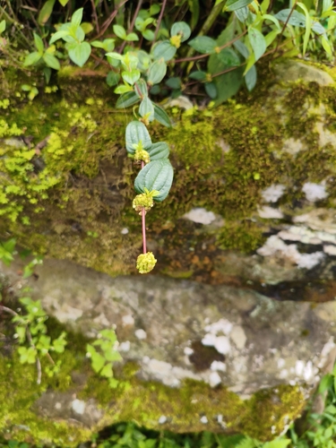 Hairy Pouzolz's Bush