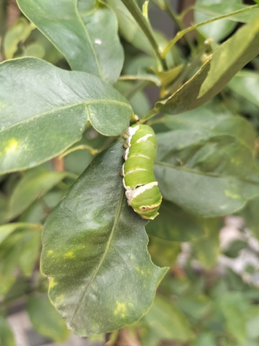 Lime Swallowtail