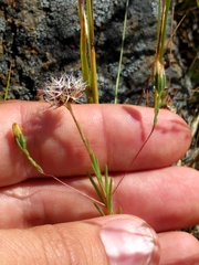 Rigiopappus leptocladus