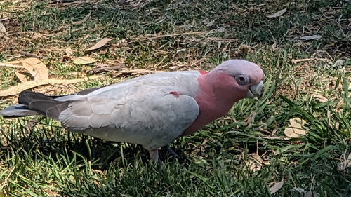 Galah