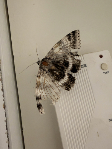 White Underwing