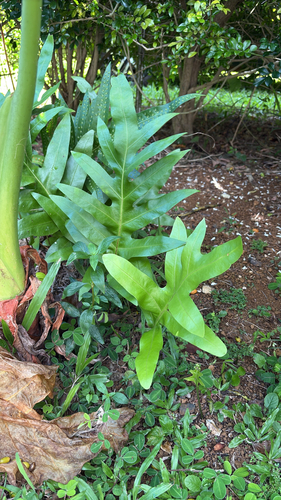 Musk Fern