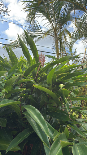 Alpinia zerumbet observed 2026-09-24