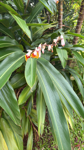 Shell ginger