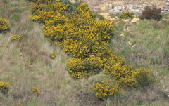 Ulex europaeus, photograph (c) William Harland, some rights reserved (CC BY)