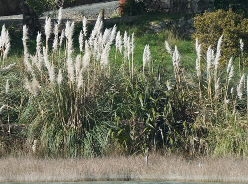 Cortaderia selloana, photograph 1