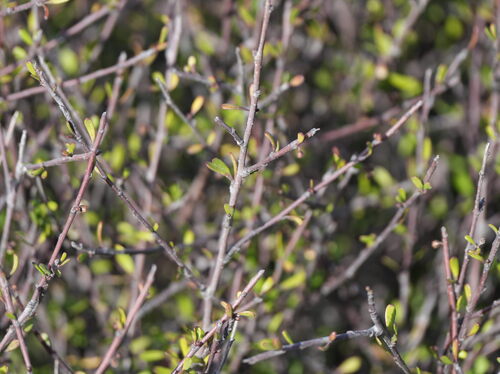 Plagianthus divaricatus, photograph 6