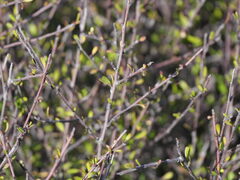 Plagianthus divaricatus, photograph (c) William Harland, some rights reserved (CC BY)