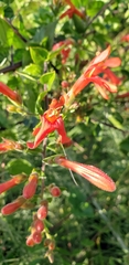Keckiella cordifolia
